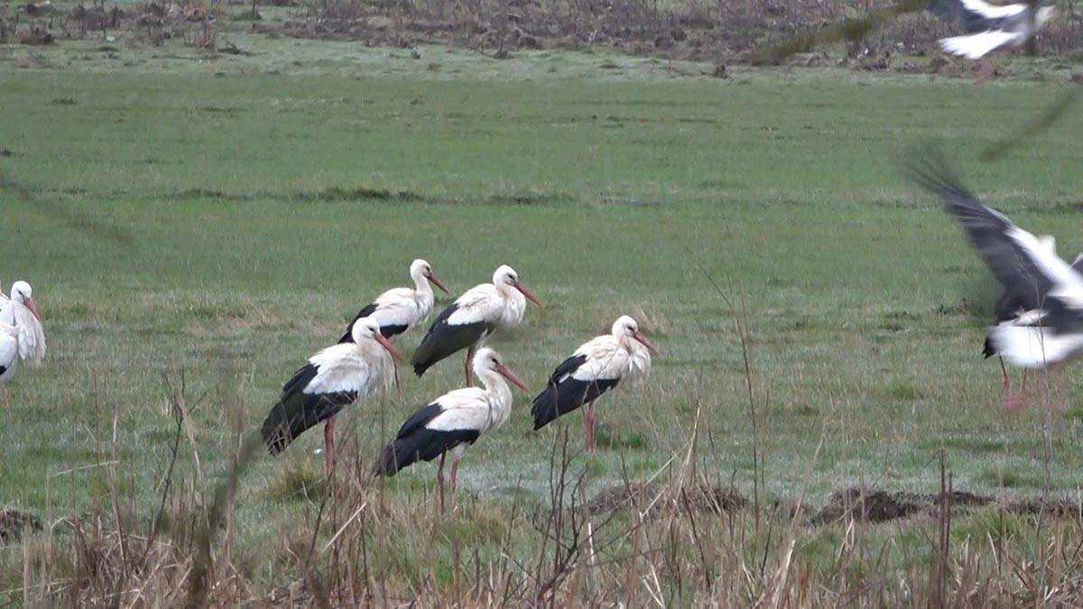 Baharın müjdecisi leylekler İstanbul'da