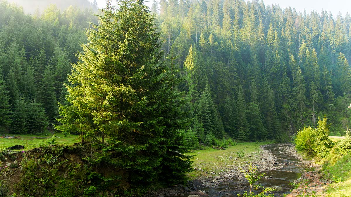 Küçük bir gezinti