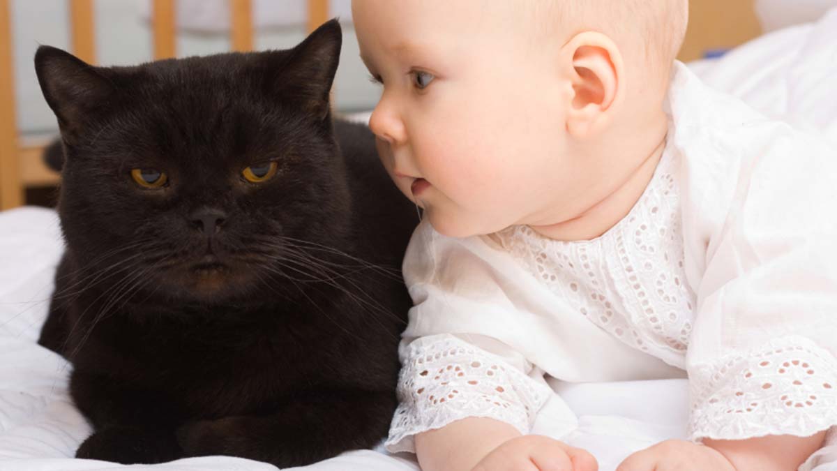 Sosyal çevredeki değişiklikler ( Örneğin, yeni bebek, eş, oda arkadaşı; sahibinin çalışma programında değişiklik )