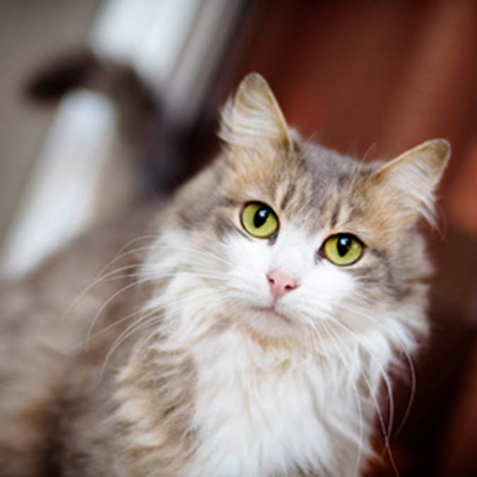 Seçme eksikliği veya durumlar üzerinde kontrol eksikliği ( davranış tuzağı )