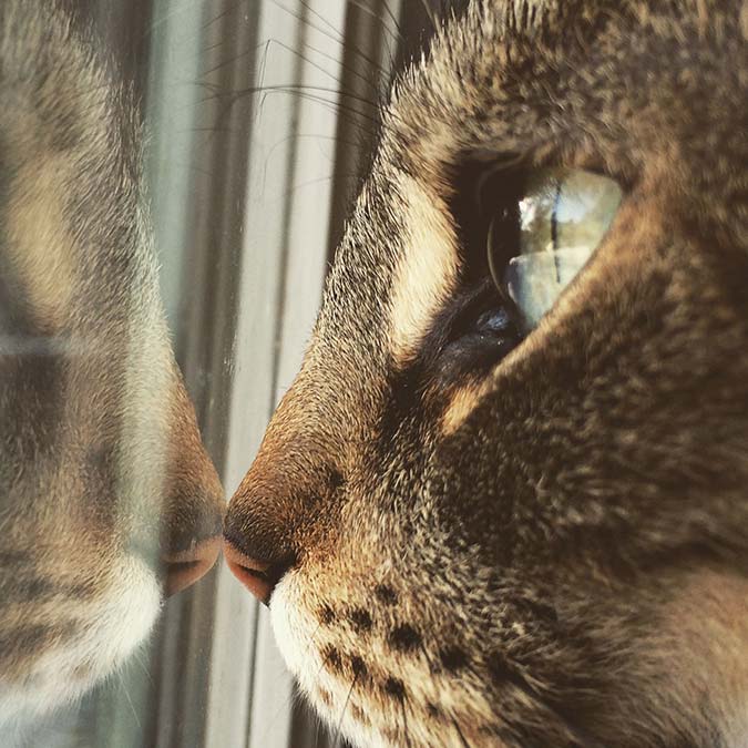 Zihinsel uyarım/uyarılma eksikliği