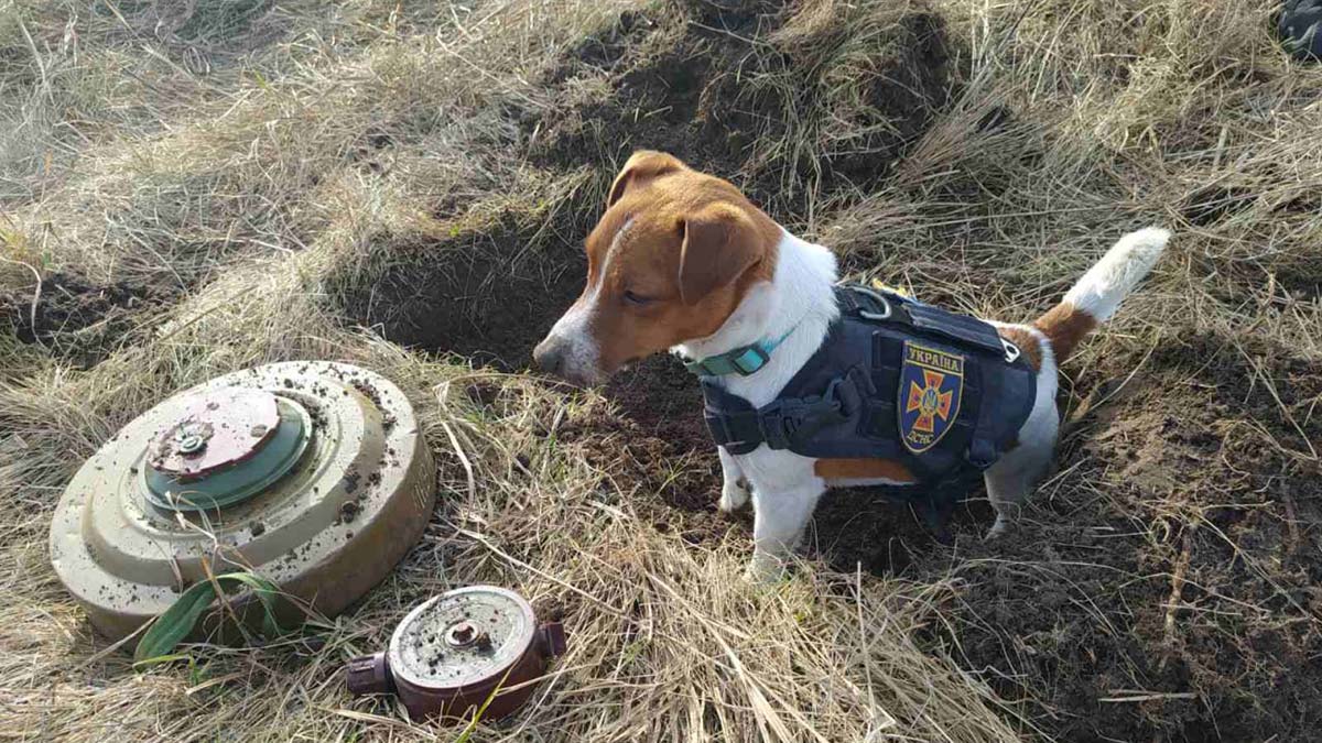 Bomba arama köpeği Patron Çernihiv'in maskotu oldu
