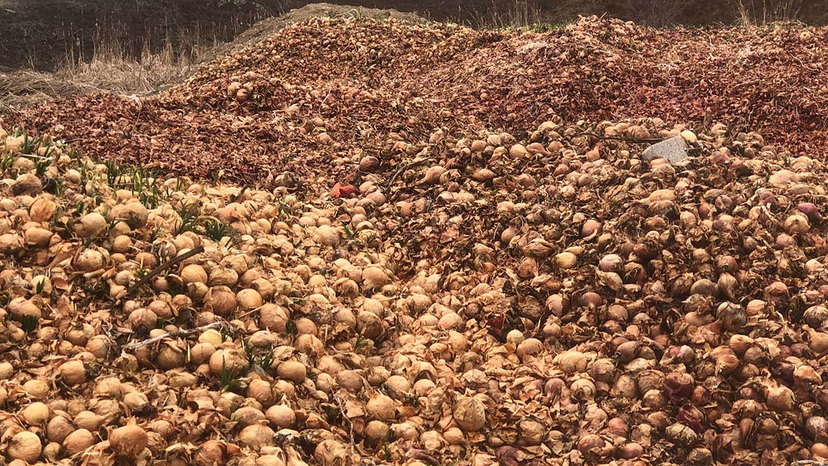 Çorum'da tonlarca soğan yol kenarına döküldü