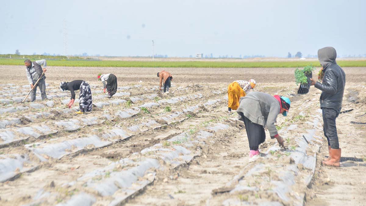 10 gün önce meydana gelen don olaylarıyla birlikte Çukurova’yı don ikinci kez vurdu, ekili alanlar zarar gördü.