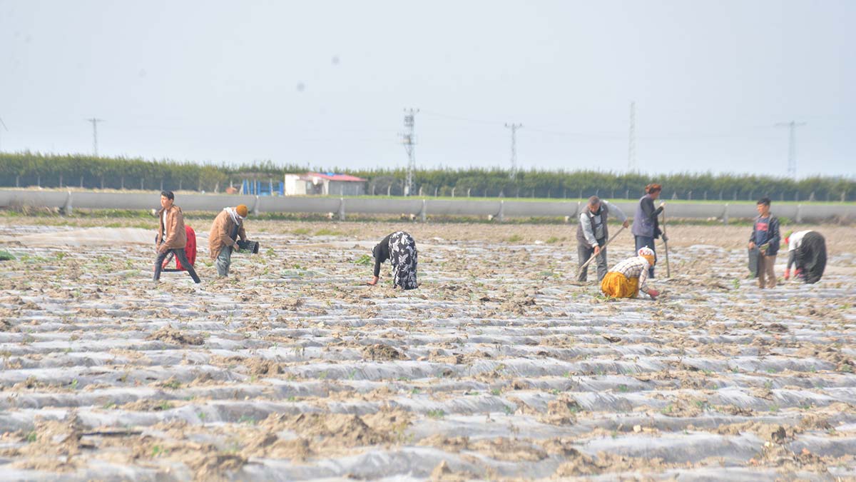 10 gün önce meydana gelen don olaylarıyla birlikte Çukurova’yı don ikinci kez vurdu, ekili alanlar zarar gördü.