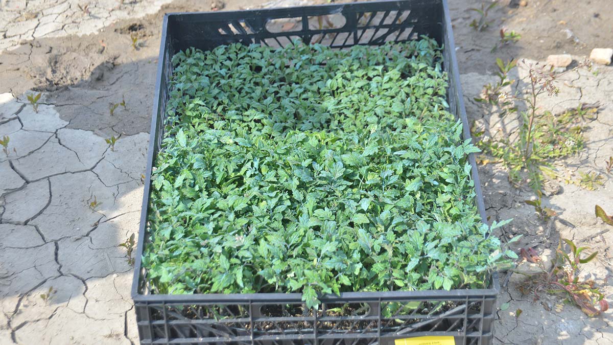 Çukurova'yı don ikinci kez vurdu