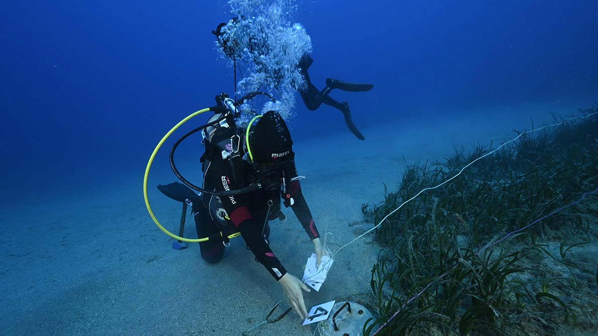 Deniz çayırları yok olma tehlikesinde