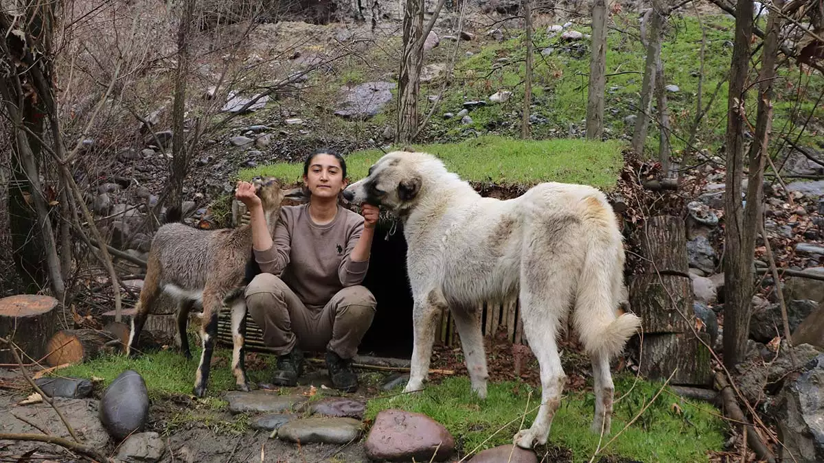 Dağ keçisi için barınak yaptı