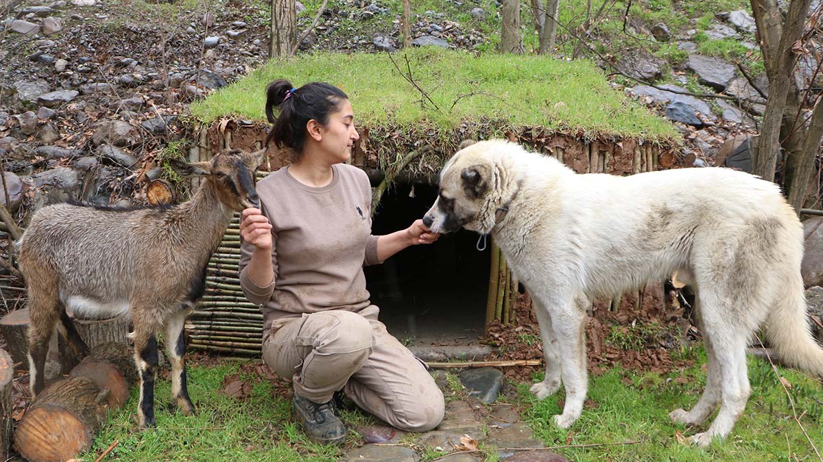 Dağ keçisi için barınak yaptı