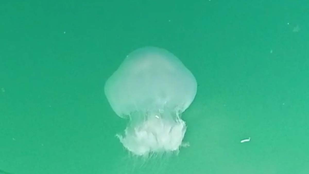 Doğu Akdeniz'de denizanaları çoğaldı