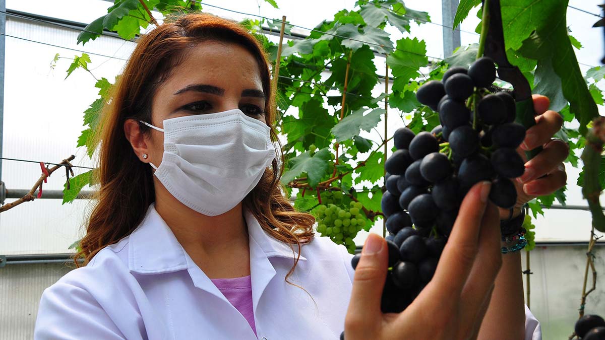 Dünya ihracatında önemli paya sahip olan ve Ege'de yetişen 380 üzüm çeşidine, DNA sekanslama yöntemiyle kimlik çıkarıldı.