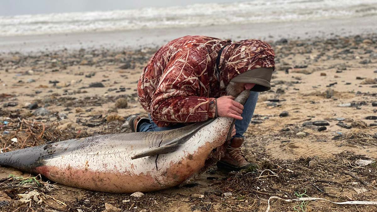 Eyüpsultan'da ölü yunuslar kıyıya vurdu