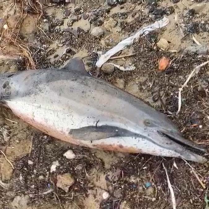 Eyüpsultan'da ölü yunuslar, kıyıya vurdu