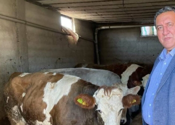 1 litre süt 1 kilo yem etmiyor