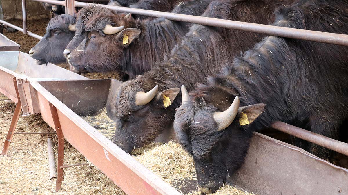 Mandaların et ve süt üretimi arttı