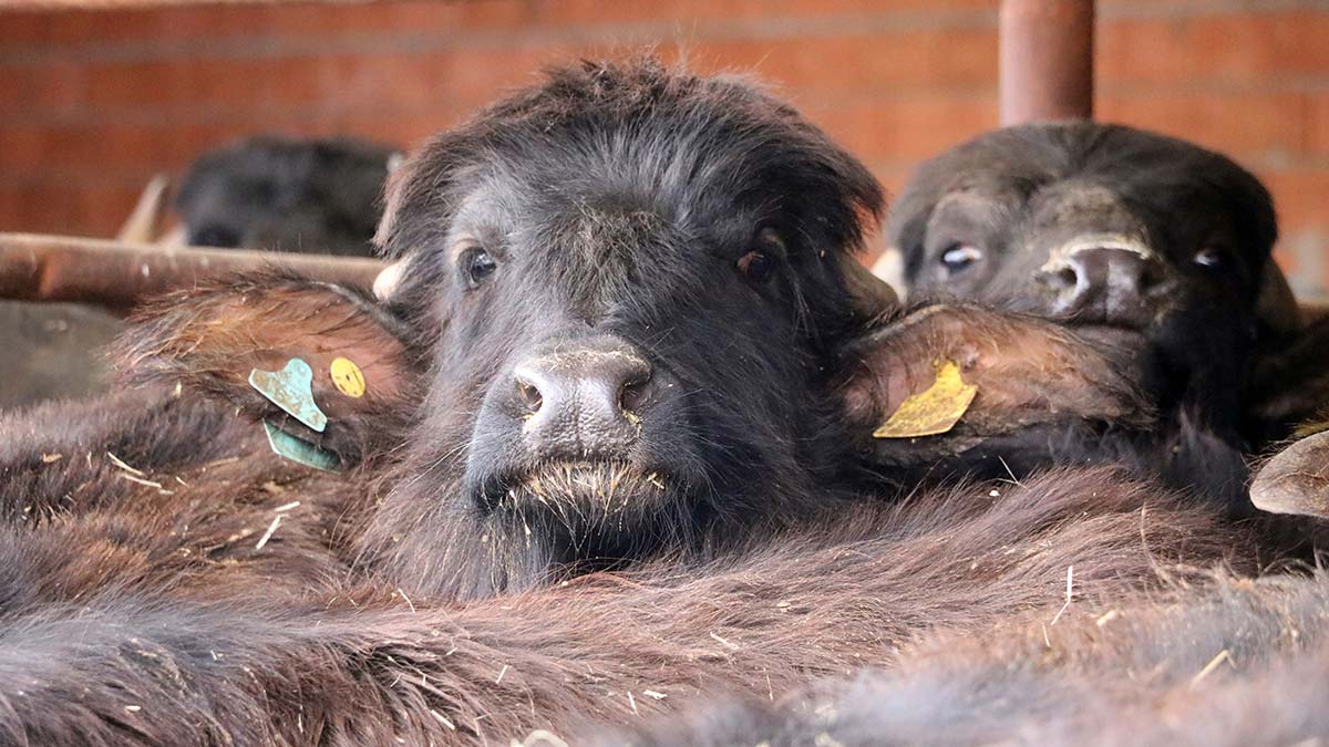 Tarım ve Orman Bakanlığı'nın destekleriyle AKÜ Veteriner Fakültesi tarafından 2011 yılında başlatılan 'Halk Elinde Islah' adlı proje kapsamında mandaların et ve süt üretimi arttırıldı.