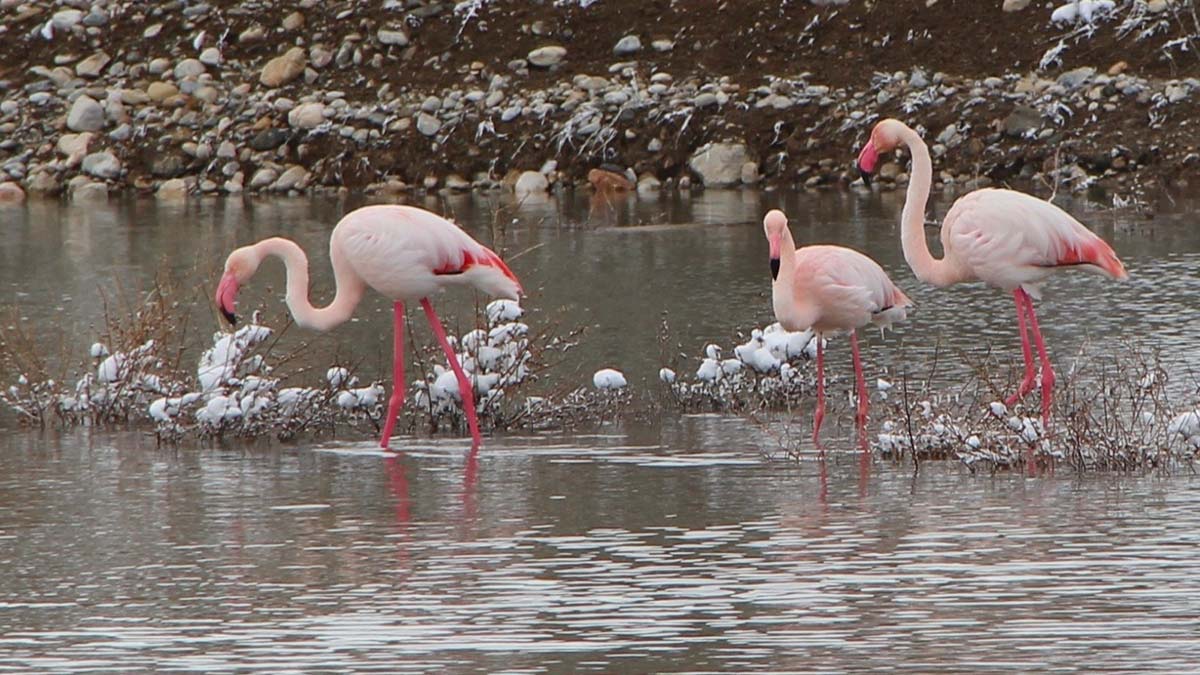 Göç yolundaki flamingolar İvriz'de mola verdi