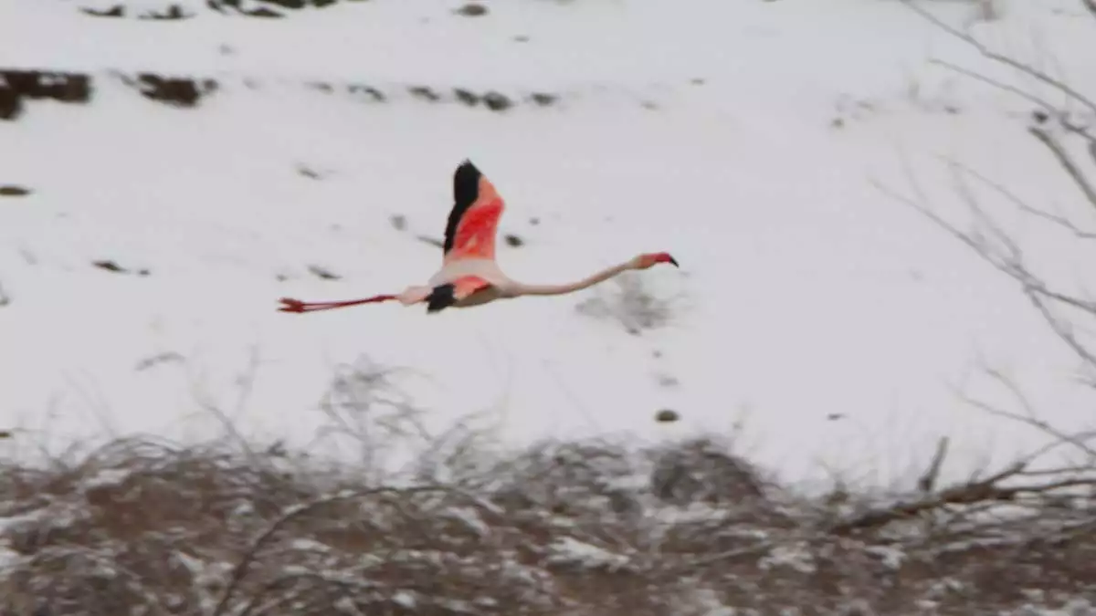 Göç yolundaki flamingolar i̇vriz'de mola verdi