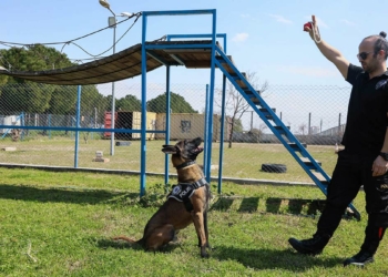 "Hassas burun" köpekler uyuşturucu değil top arıyor