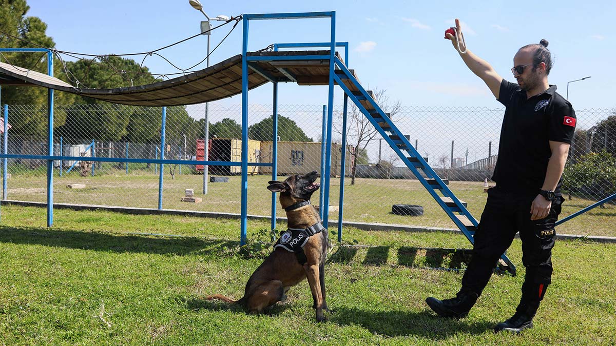 "Hassas burun" köpekler uyuşturucu değil top arıyor