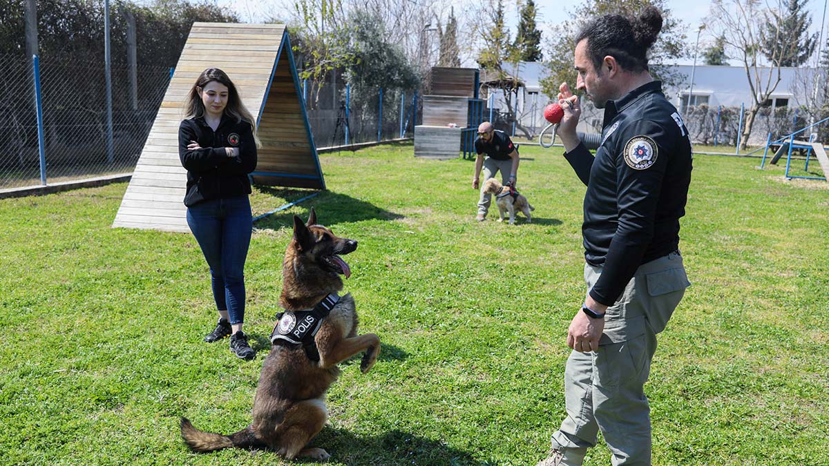 Antalya'da operasyonlarda yer alana 'hassas burun' narkotik köpeklerine eğitim sırasında uyuşturucu madde verildiği yönündeki yanlış bilgi, eğitmenleri üzüyor. 