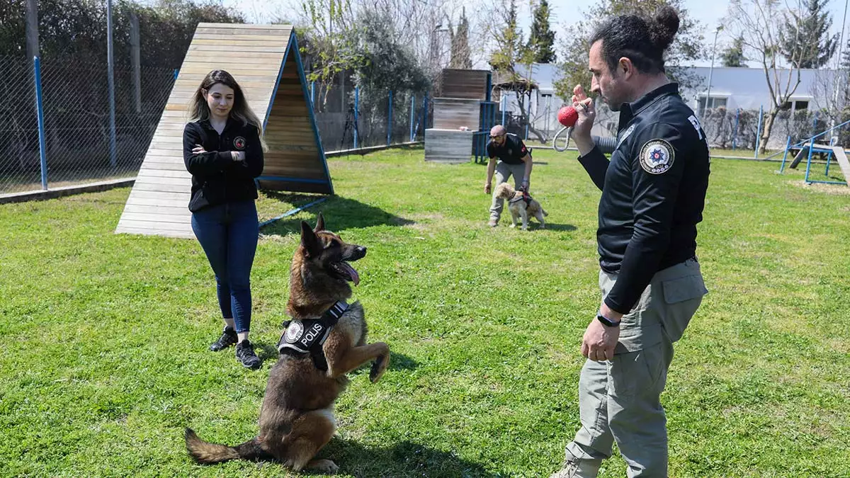 Antalya'da operasyonlarda yer alana 'hassas burun' narkotik köpeklerine eğitim sırasında uyuşturucu madde verildiği yönündeki yanlış bilgi, eğitmenleri üzüyor.