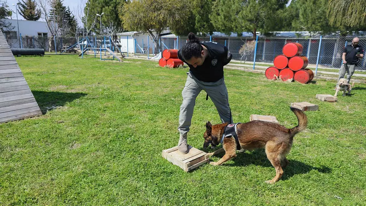 "hassas burun" köpekler uyuşturucu değil top arıyor