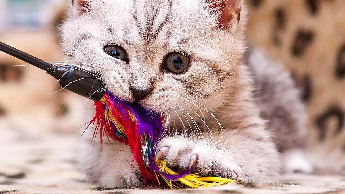 Azaltılmış aktif keşif ve oyun davranışı