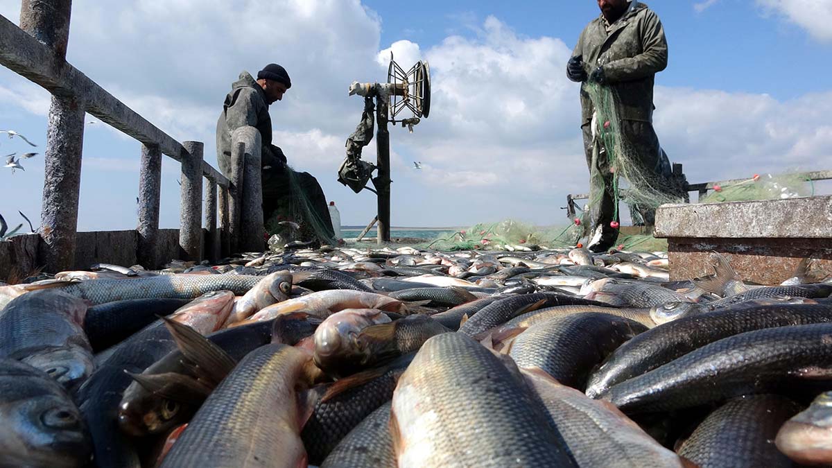 Dünyada sadece Van Gölü'nde yaşayabilen inci kefalinin stoku tedbirlerle her geçen yıl artıyor.