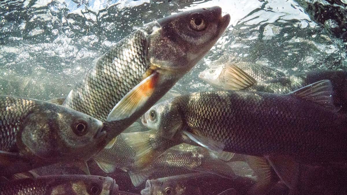 İnci kefalinin stoku artıyor