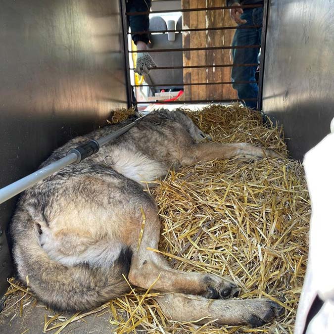 İngiliz emekli asker Tim Locks ve iki arkadaşı, 4 günlük bir süreçte Ukrayna’nın güneydoğusunda, savaş hattından bir aslan ve kurdu tahliye etmeyi başardı.