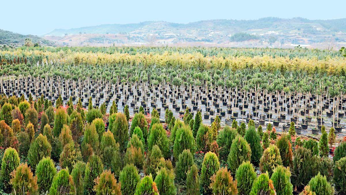 Kentler ağaçlandırılmalı