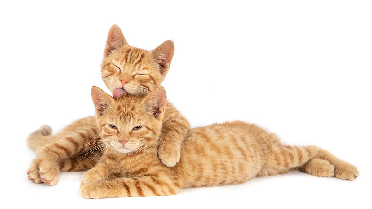 Bir zamanlar taptığını bir süre sonra lanetlemek