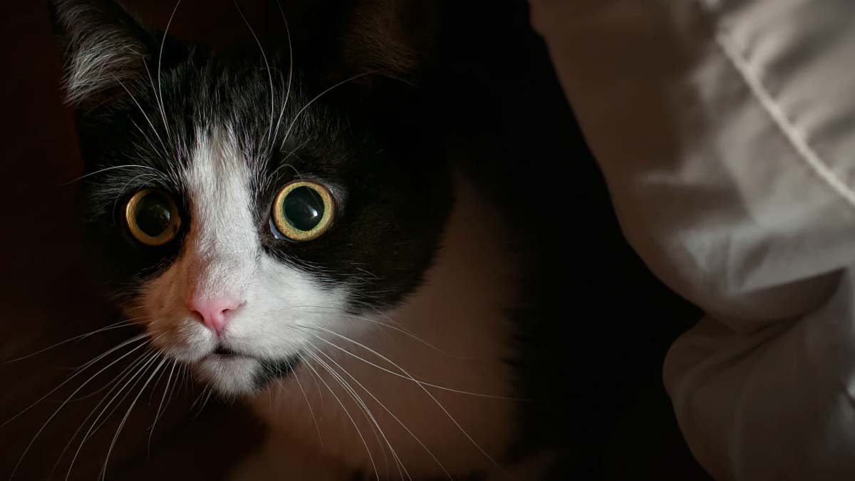 Öngörülemeyen ve alışılmadık değişimler veya durumlar