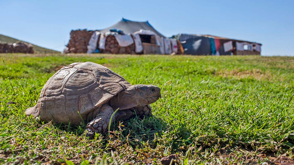 Dicle Üniversitesi (DÜ) Fen Fakültesi Biyoloji Bölümü Öğretim Üyesi Prof. Dr. Ahmet Kılıç 'Kış uykusundan uyanan ve göç eden hayvanlar soğuğa dayanamazlarsa tabiattan silinecekler' dedi.