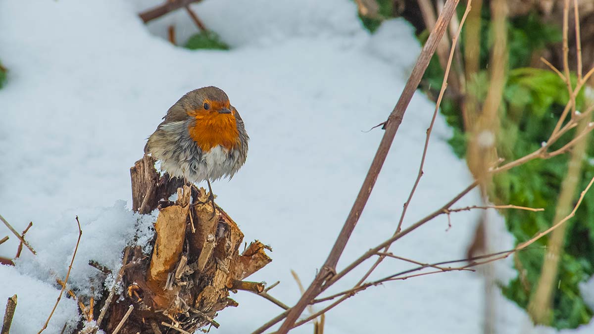 Hayvanlar soğuğa dayanamazlarsa tabiattan silinecek