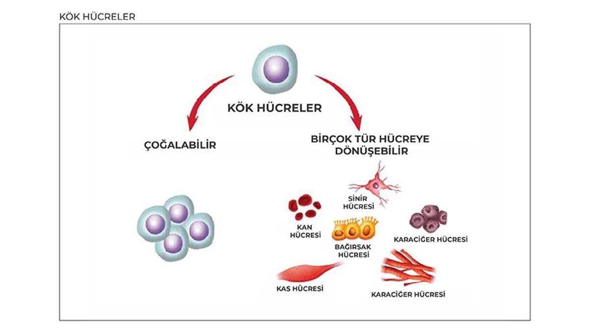 Kök hücre, tedavisi ve bağışı