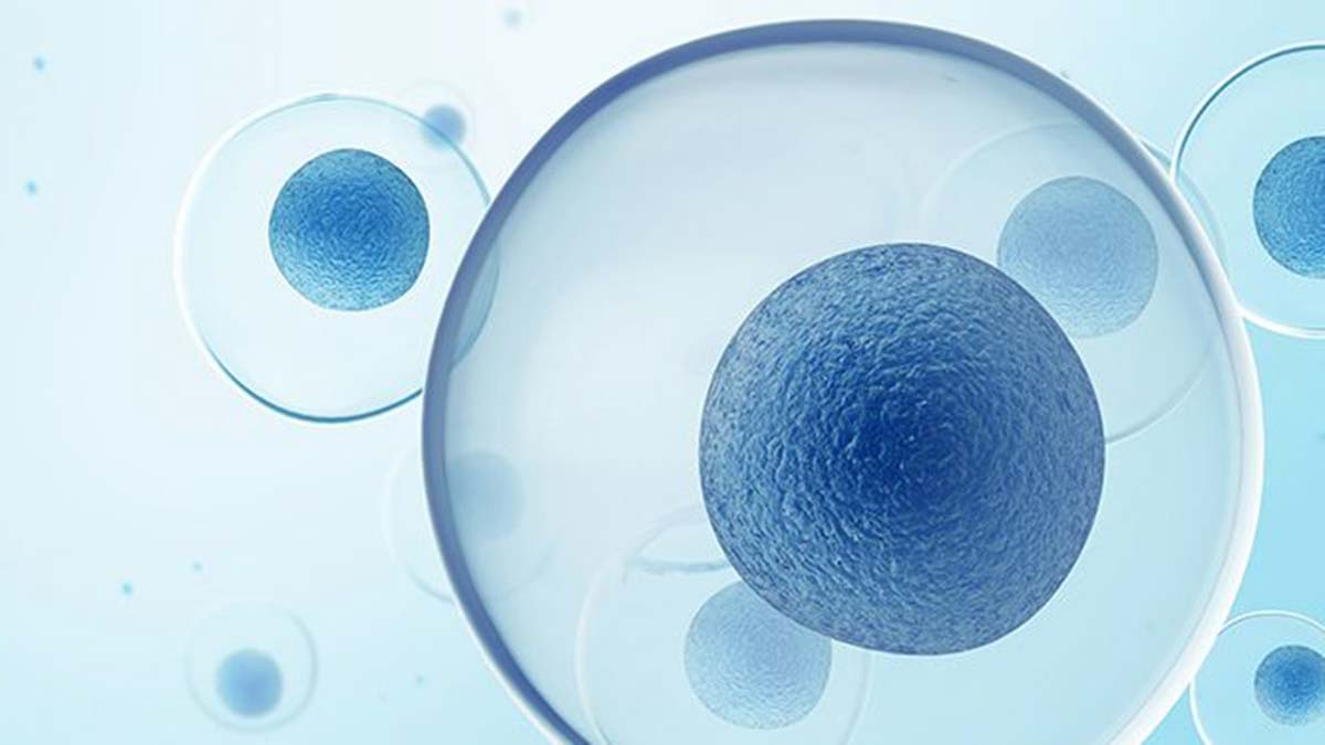 Kök hücre, tedavisi ve bağışı