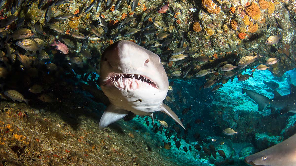 Hayvanların gizli kalmış özellikleri