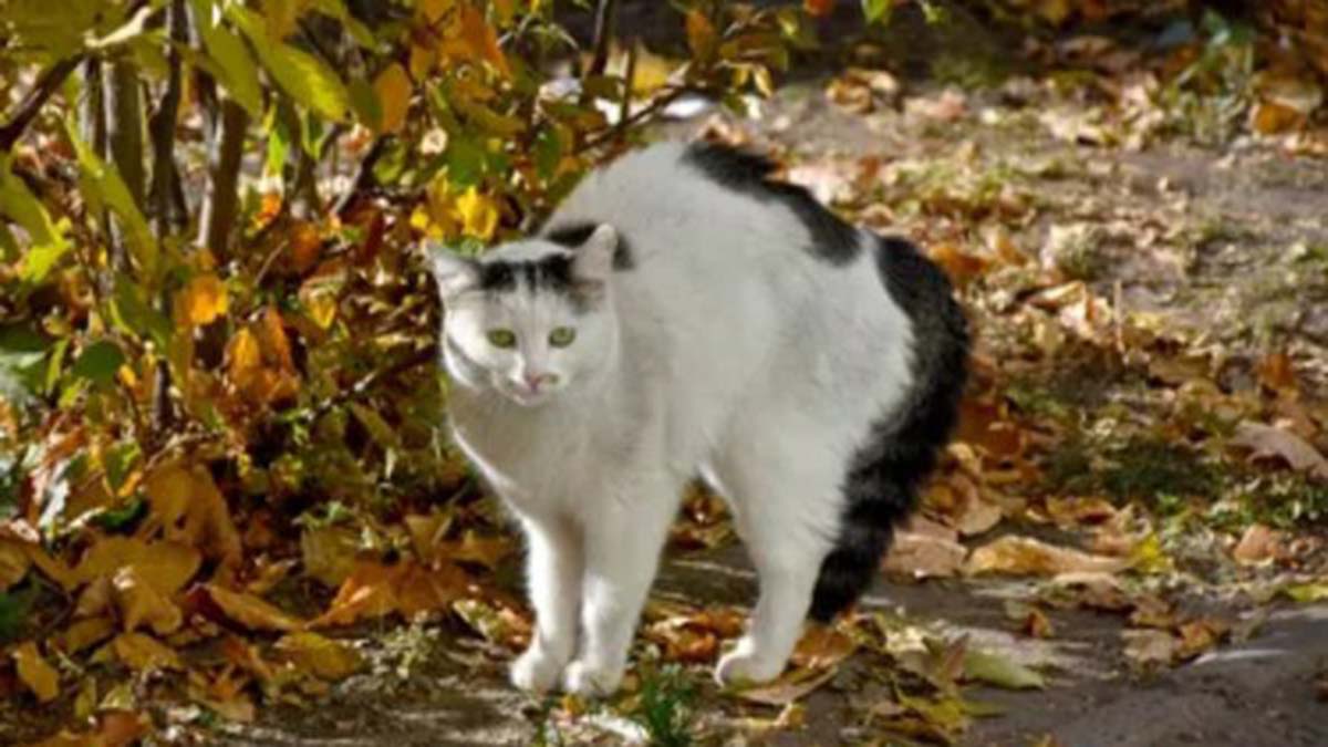 Yüksek ses gibi kediyi keskin bir şekilde ürküten herhangi bir şey