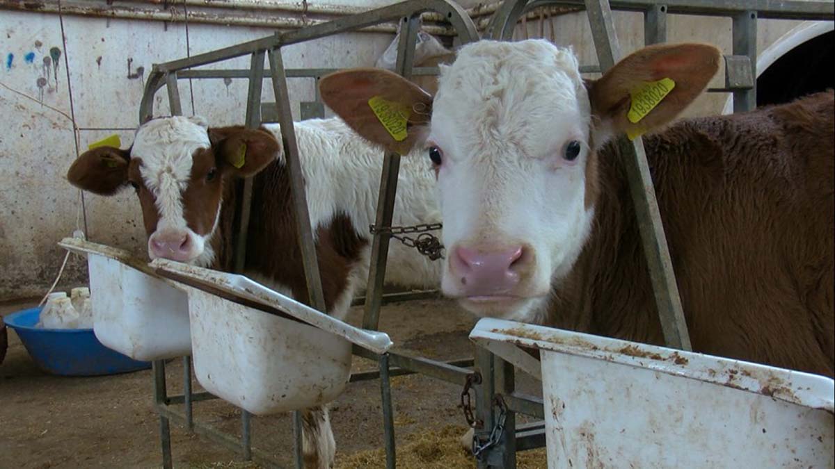 Türkiye'nin en önemli hayvancılık merkezlerinden Muş'ta dünyaya gelen buzağılara, 3 aylık olana kadar biberonla beslenerek, bebek gibi bakılıyor.
