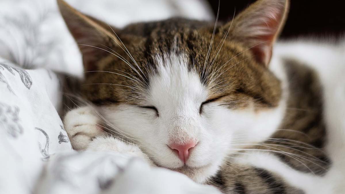 Günlük uyanık geçirilen zamanın çoğalması ( Örneğin, uyanıklık ve etrafı veya herhangi bir şeyi tarama davranışı sergilemek )