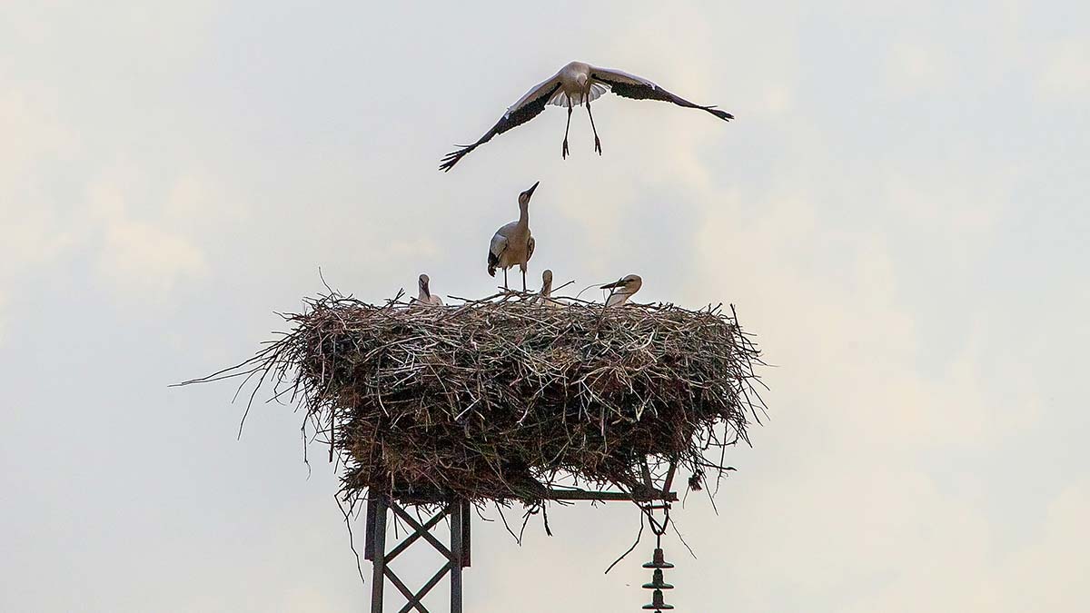 Prof. Dr. Kılıç, "Ukrayna'da 30 bin çift leylek sayılmış. Bu leylekler yuvalarını muhtemelen kaybedeceklerdir ya da değiştirmek zorunda kalacaklardır" dedi.