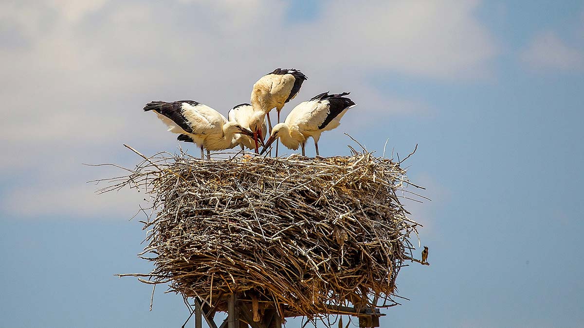 Ukrayna'da 30 bin çift leylek yuvasını kaybedecek