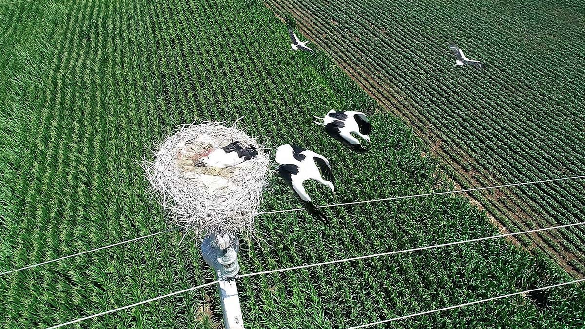 Ukrayna'da 30 bin çift leylek yuvasını kaybedecek