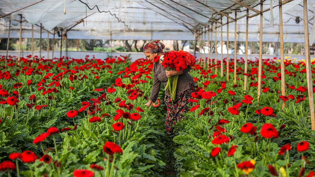 Rusya ve Ukrayna arasında çıkan savaşın Antalya tarımına faturası 233 milyon dolar.