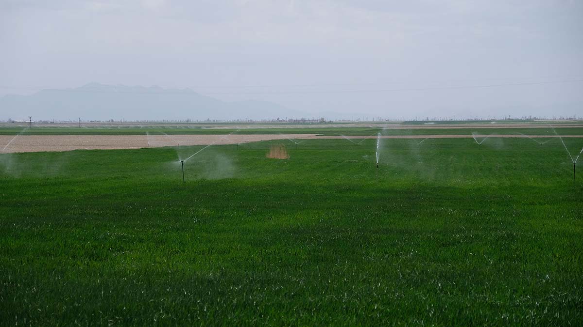 Rusya-Ukrayna savaşında un sanayisi etkilenebilir