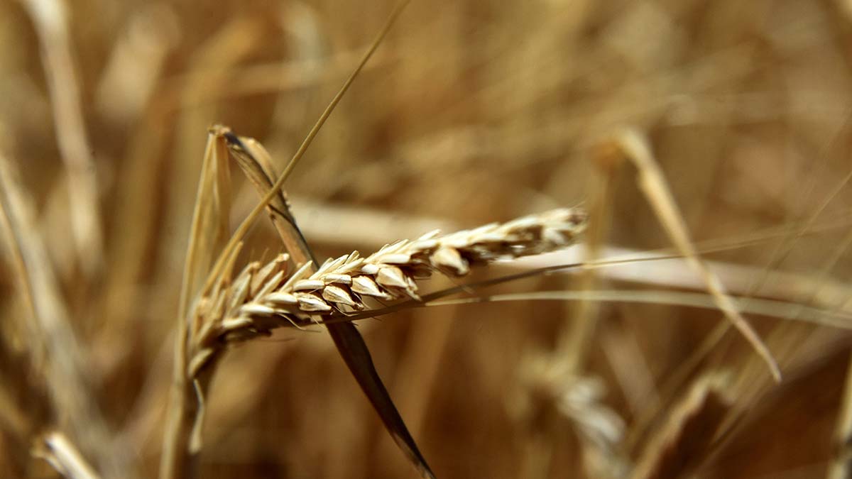Rusya-Ukrayna savaşında un sanayisi etkilenebilir