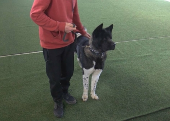 Saldırgan köpeklerden nasıl korunulur?