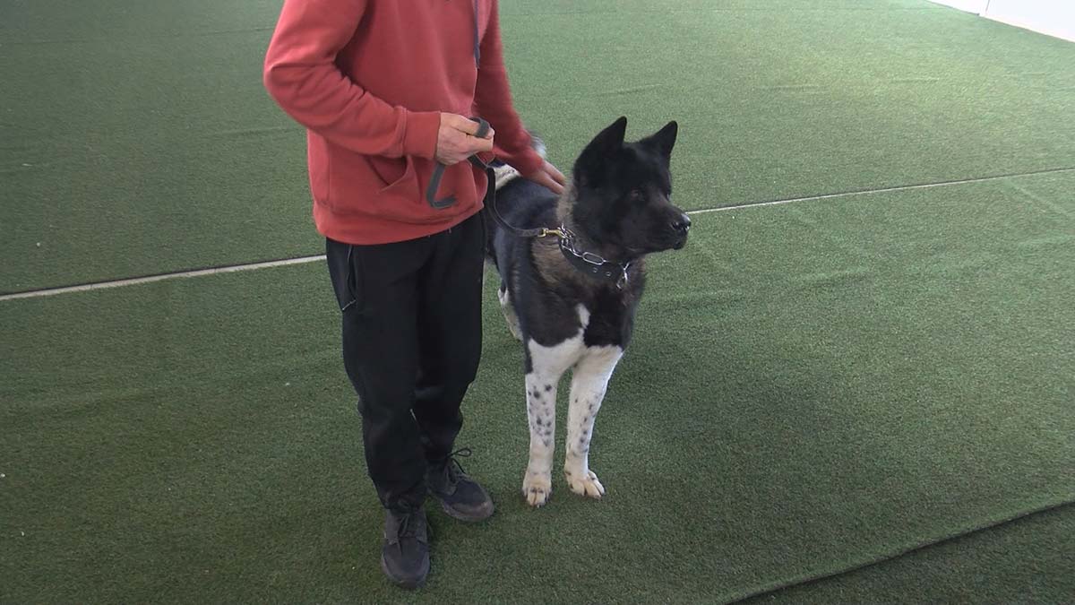 Saldırgan köpeklerden nasıl korunulur?